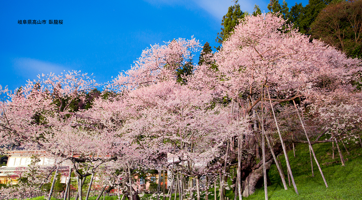 岐阜県高山市  臥龍桜